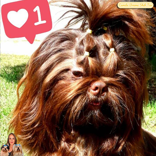 shih-tzu-raca