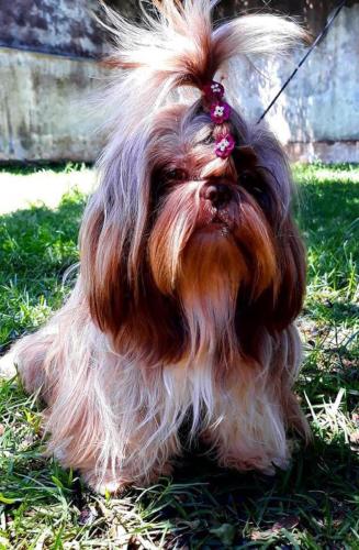 caes-canil-camila (1)