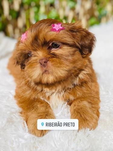 caes-canil-camila (106)