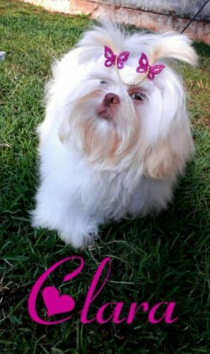 caes-canil-camila (13)