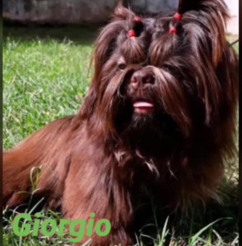 caes-canil-camila (20)