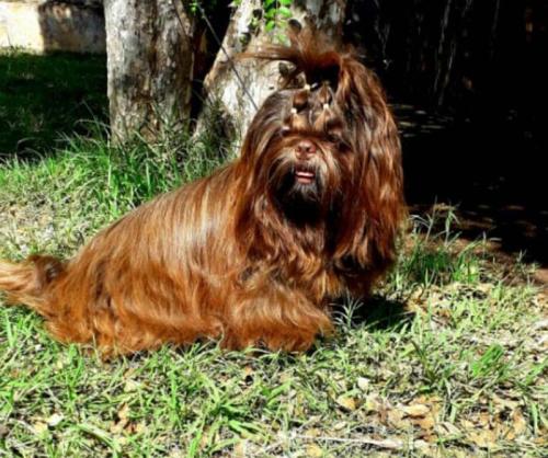 caes-canil-camila (23)