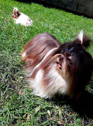 caes-canil-camila (26)