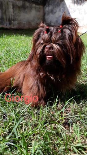 caes-canil-camila (29)