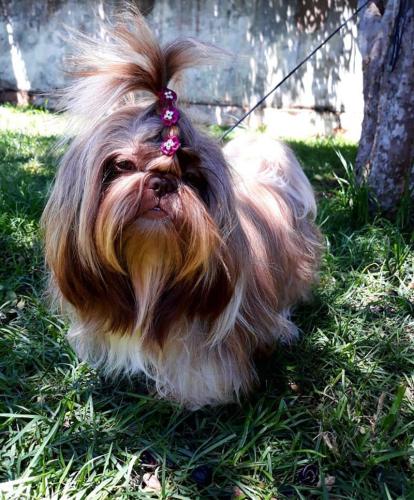 caes-canil-camila (4)